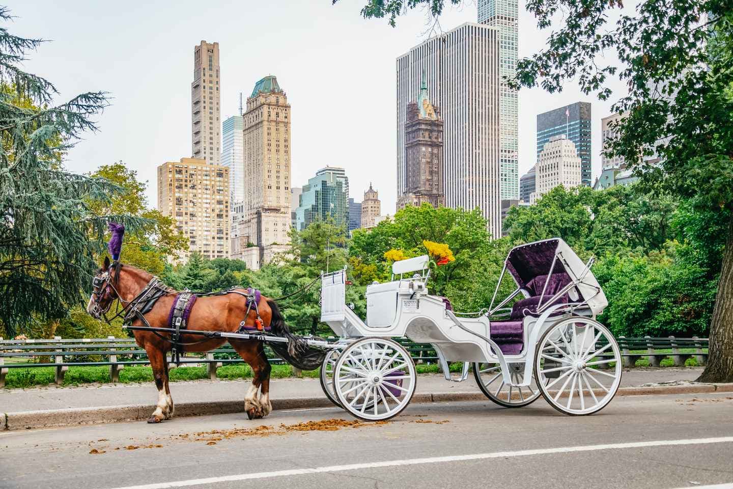 NYC: Guided Central Park Horse Carriage Ride thumbnail